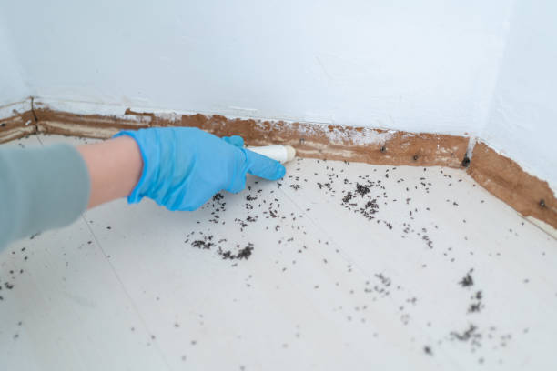 Best Local Pest Control Services  in Hays, NC